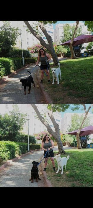 Pet sitter in București