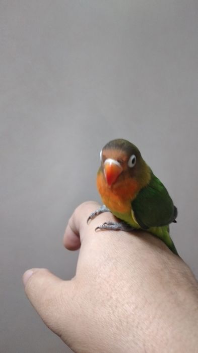 Ruchnoy  popugay