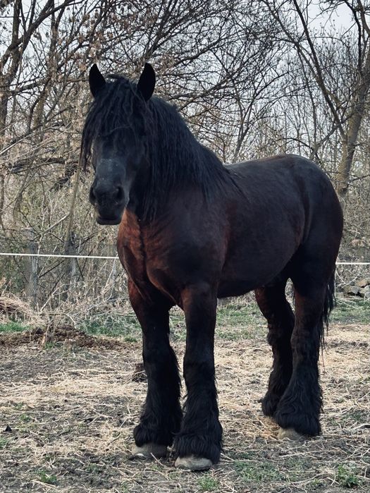 Armasar pentru monta