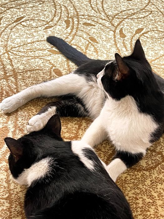 Отдам даром прекрасных ласковых котов братьев