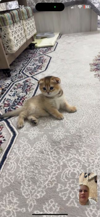 Продаю золотая шиншилла Фолд.