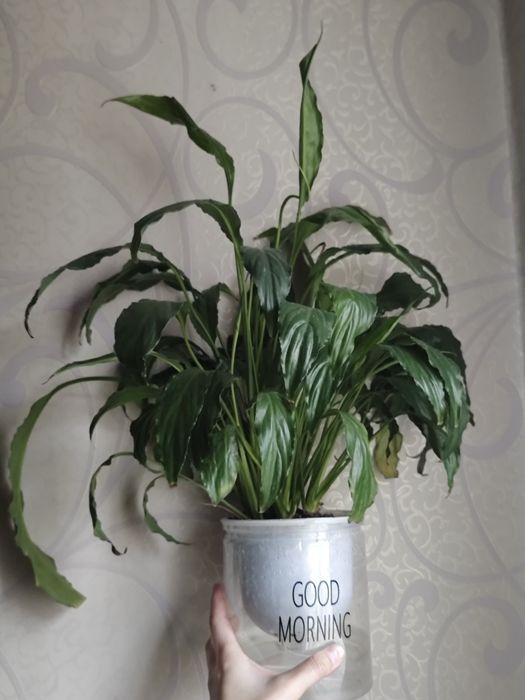Спатифиллум женское счастье