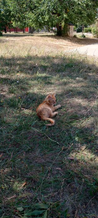 Котенца на три месеца за осиновяване