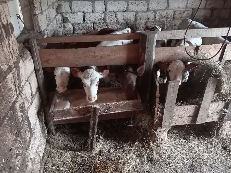 Продам телят 5 телочек 4 бычка