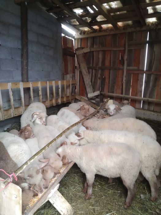 Vând miei ,Vidra Vrancea