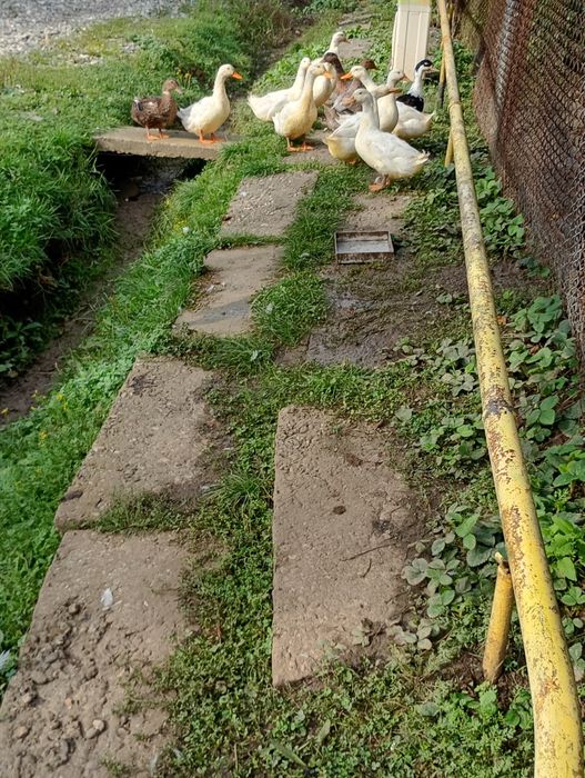 Rațe de casă,de vânzare 90 de lei buc