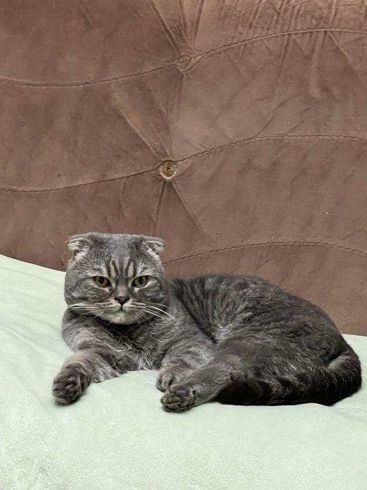 Мальчик скоттиш-фолд