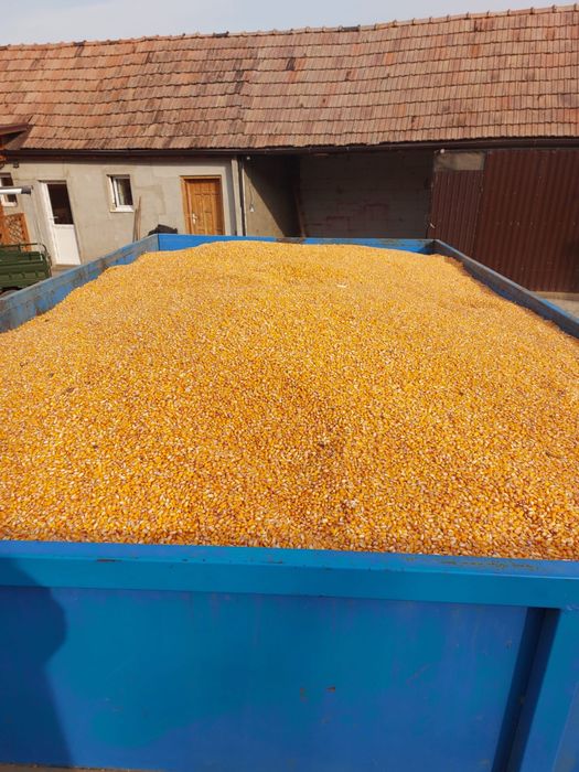 Vand porumb. Productie 2025