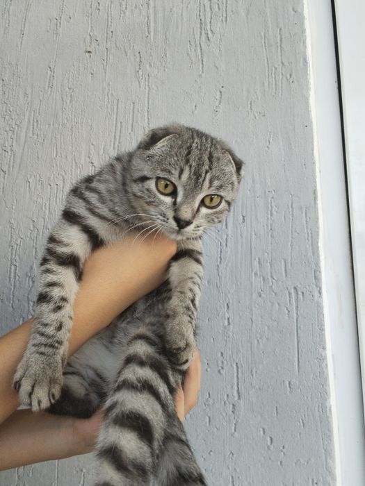 Шотландкая вислоухая кошка