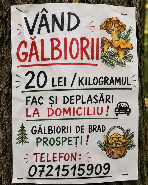 Ciperci și afine de pădure