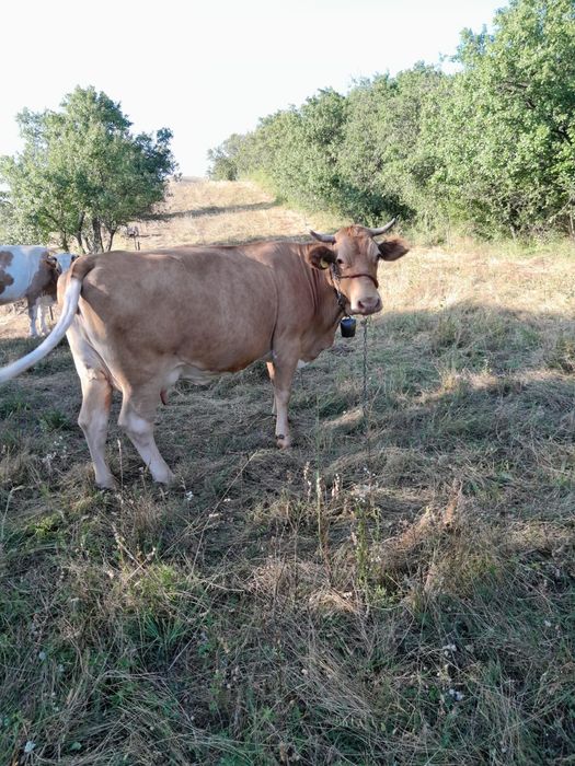 Vaca gestanta de vanzare
