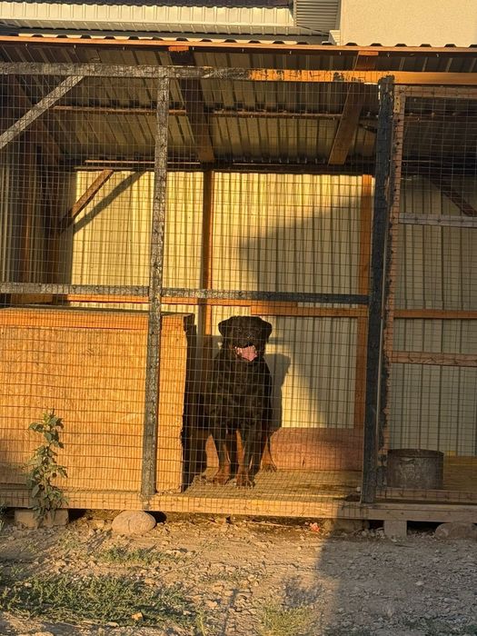 Продам ротвейлер