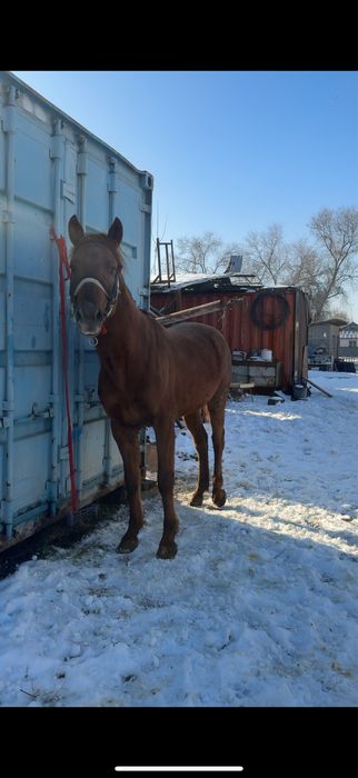 Айғыр 3 жасар кәзіргі формасы басқа