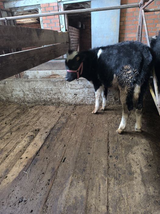 6 айлық еркек бұқашық сатылады