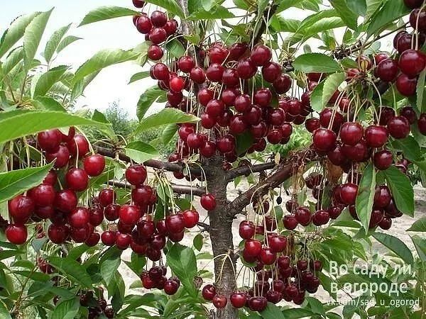 Саженцы Кошет туя туй смарагд