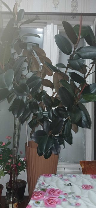 Uyda ostrlgan gul sotiladi Fikus uy iwxona ofislar un