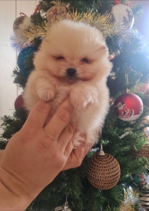 Мини мъжки померан