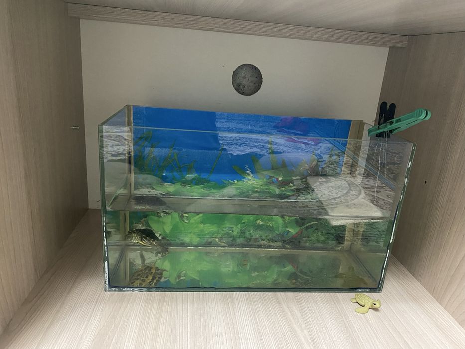 Продается челепашка