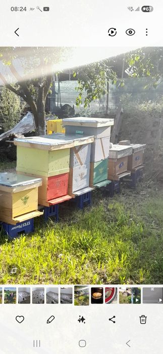 Stupi cu albine pe 10 rame