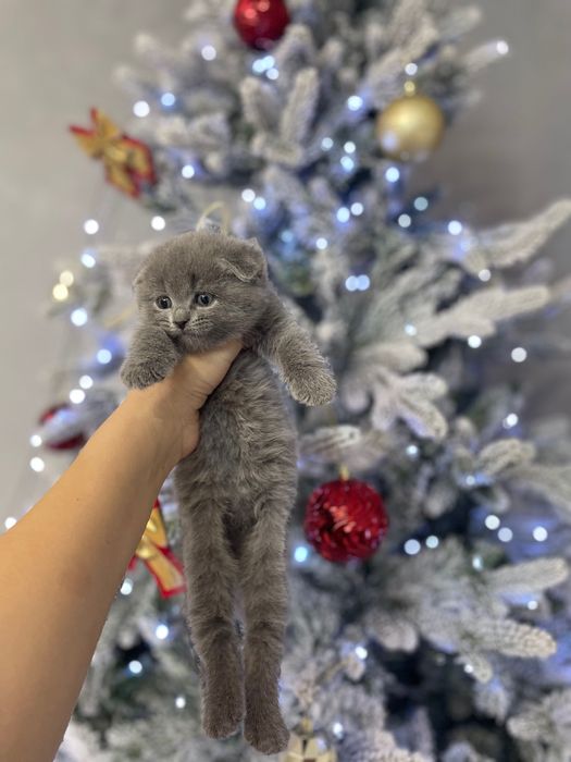 Шотландцы продам