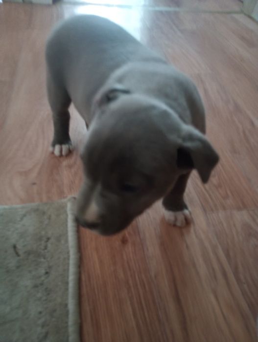 Щенок  породистый