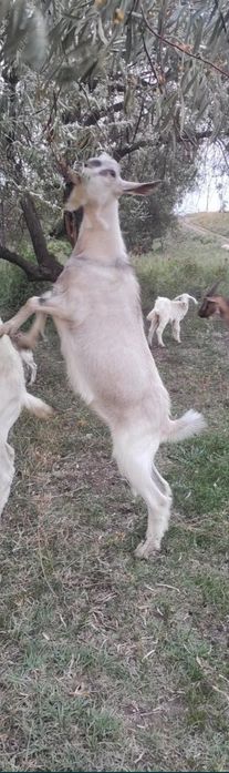 Ешкі қашырғанға Нуб, Алпі текелері