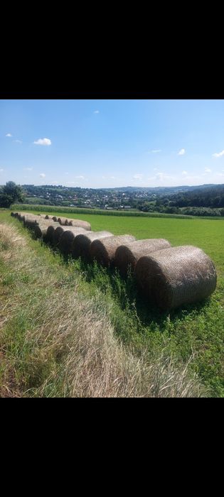 Baloti rotunzi,lucernă, 1,2m×1,2m!