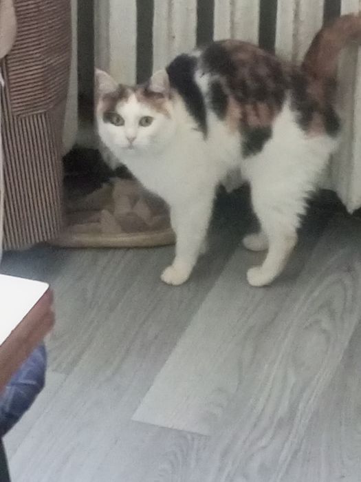 Кошка мейнкун бесплатно!