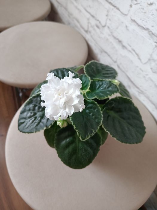 Продам  цветущую фиалку