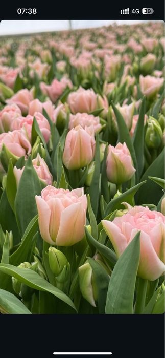 Пионовидные тюльпаны Уральск