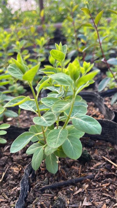 Жимолость декоротивная