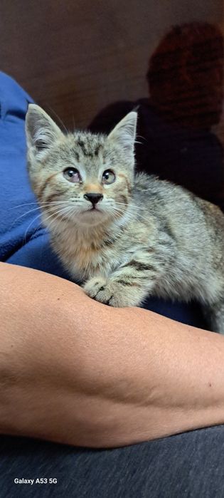 Котодевочка 1-1,5 мес.