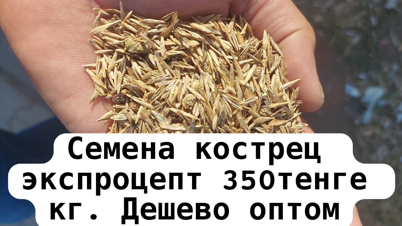 Костёр костреца семена трава: 350 тг. - Прочие детские товары Кокшетау ...
