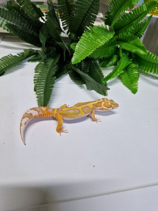 Гекконы от 10 тысяч