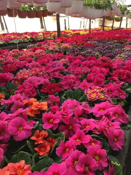 Crizantema en gross, Primule, zmbile și alte flori de vanzare