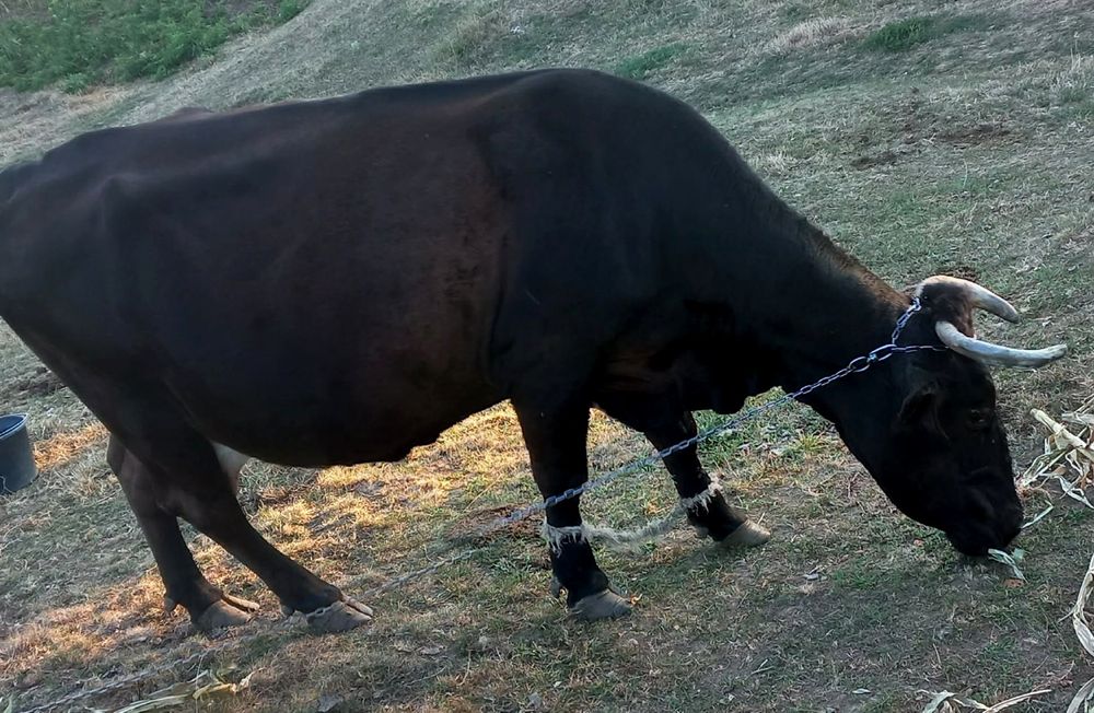 Vaca de vanzare.