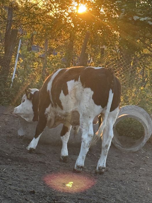 Viței Bălțată Românească / Simmental , 400-450 kg