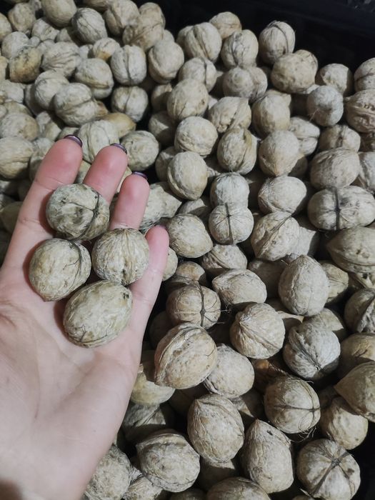 Продам грецкий орех