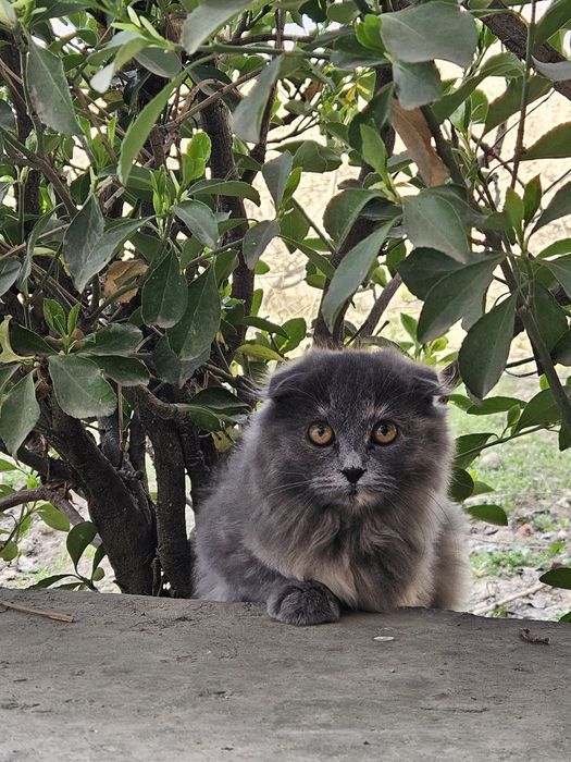 Мушуг сотилади. Зотдор ургочи