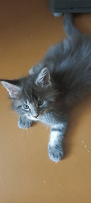 Продам котят Мейн куна