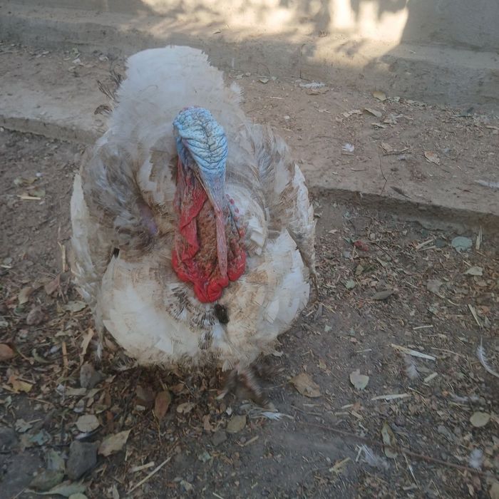 Big indug  boqilgan . Go‘shga