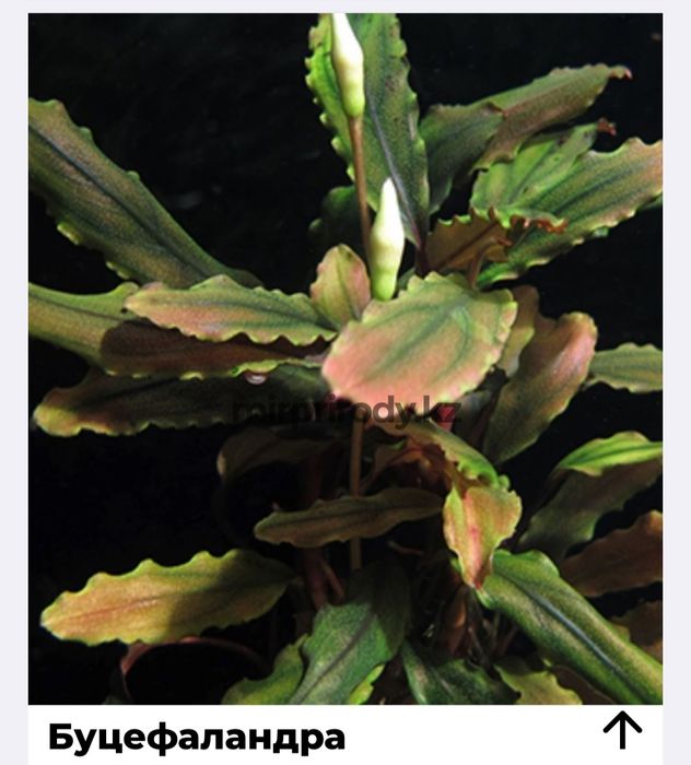 Растения для акварюма