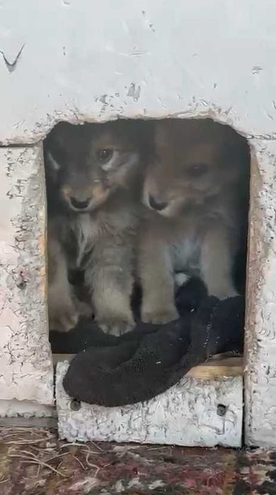 Щенкам нужен дом! Срочно!