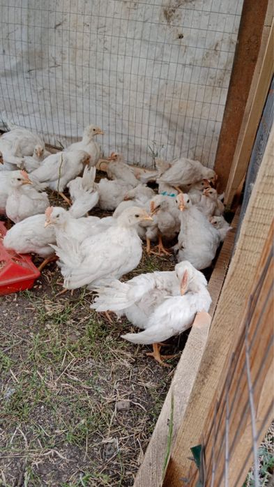 Несушка цыплята очень хорошая