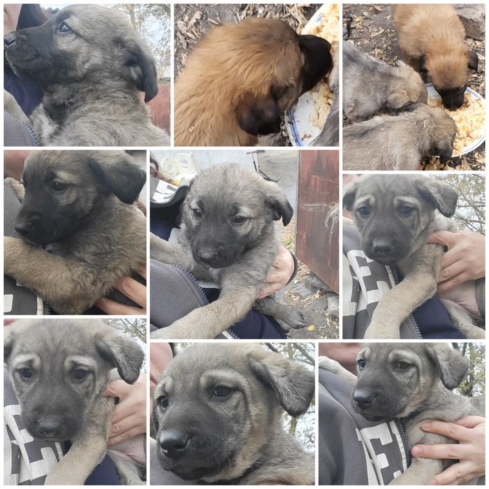Щенки в добрые руки