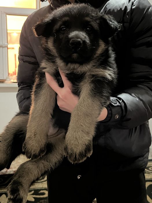 Восточно европейская овчарка сатылады