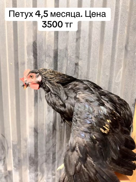 Продам молодых петухов