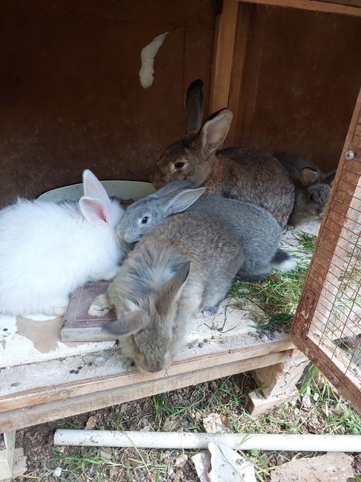 Продам кроликов 5 штук