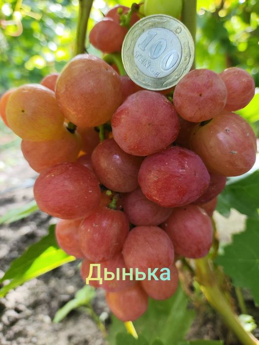 Вегетирующие саженцы винограда