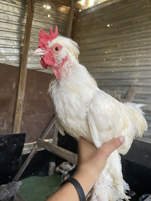 Продам карликовых курей